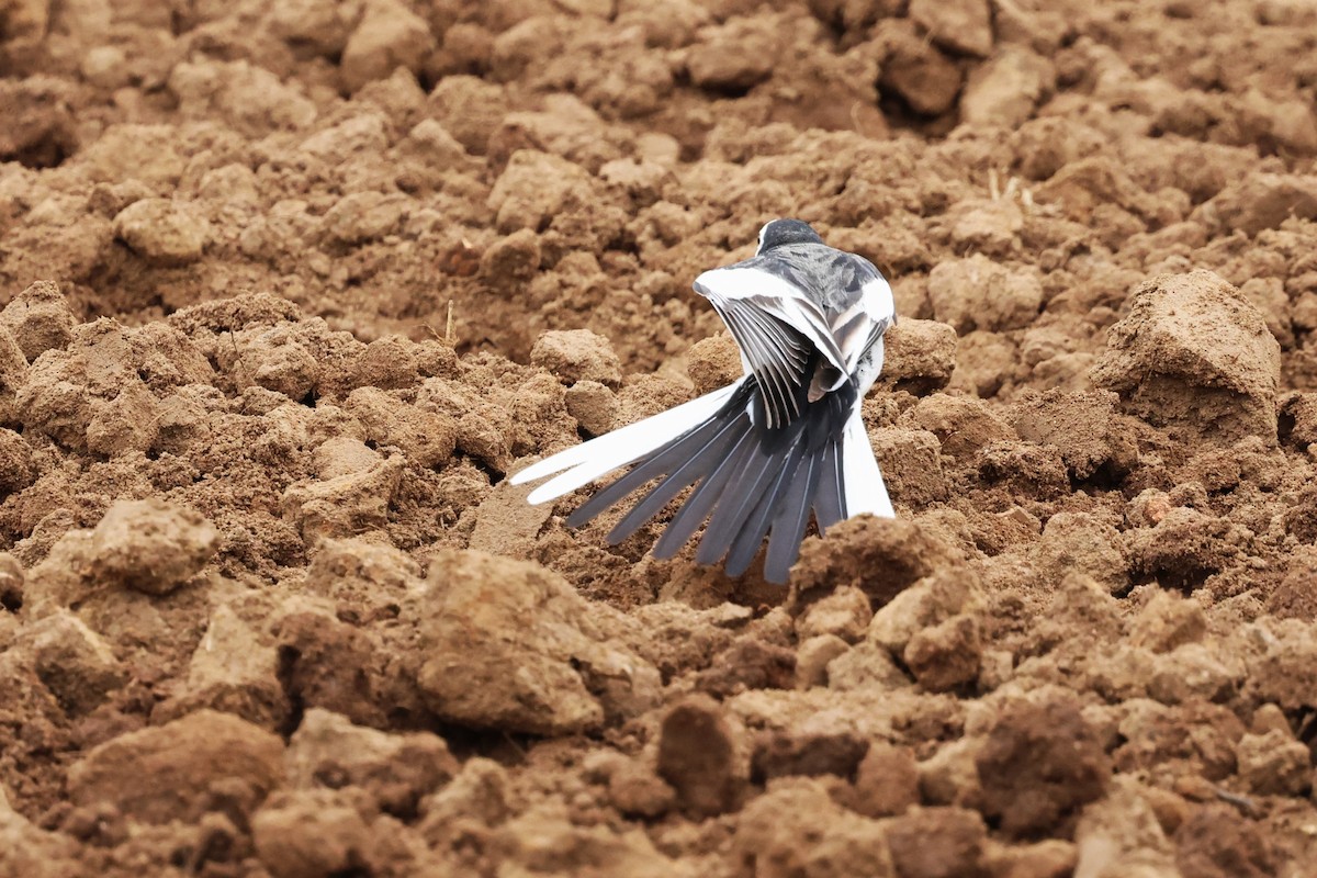 Lavandera Blanca (leucopsis) - ML612477597