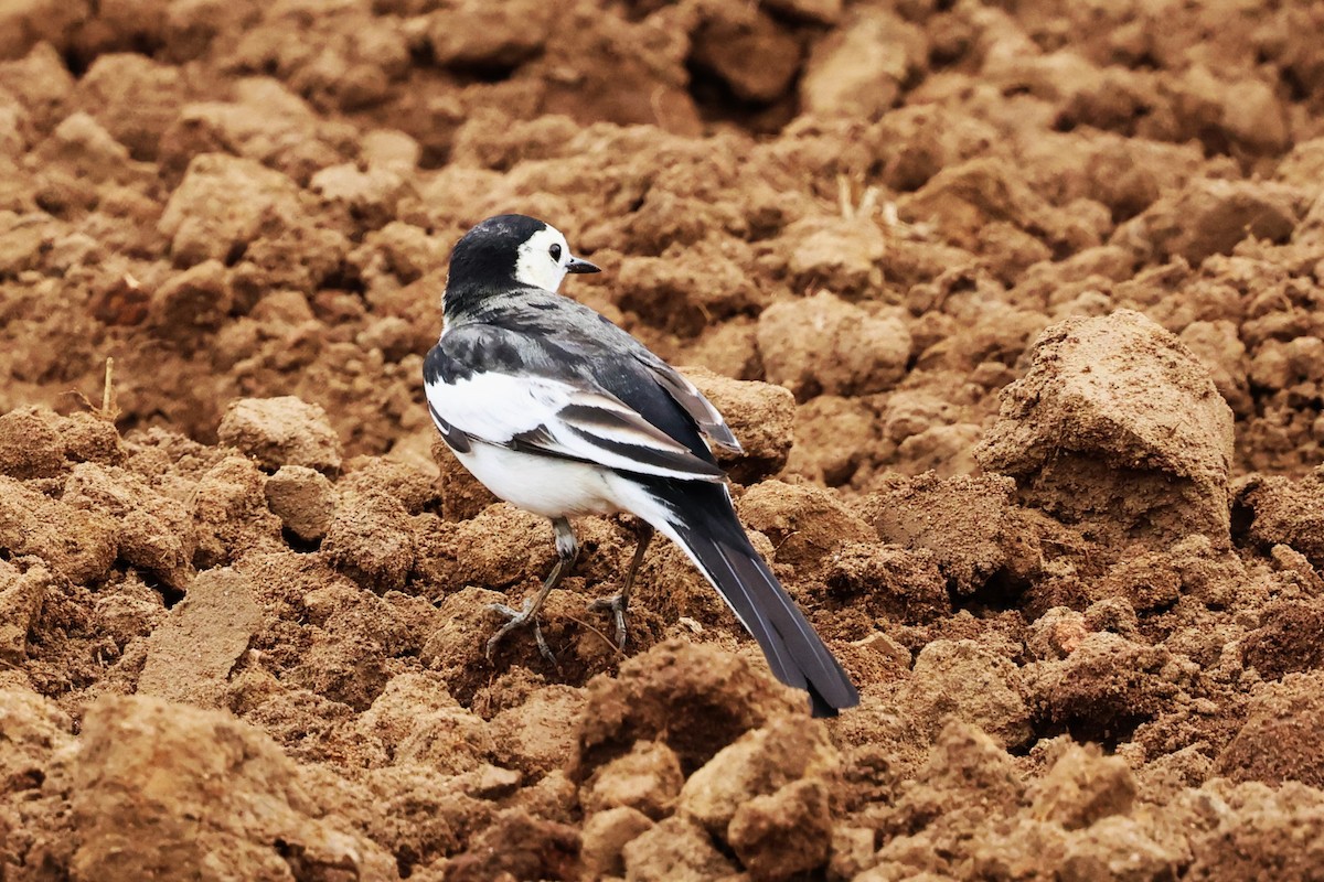 White Wagtail (Chinese) - ML612477598