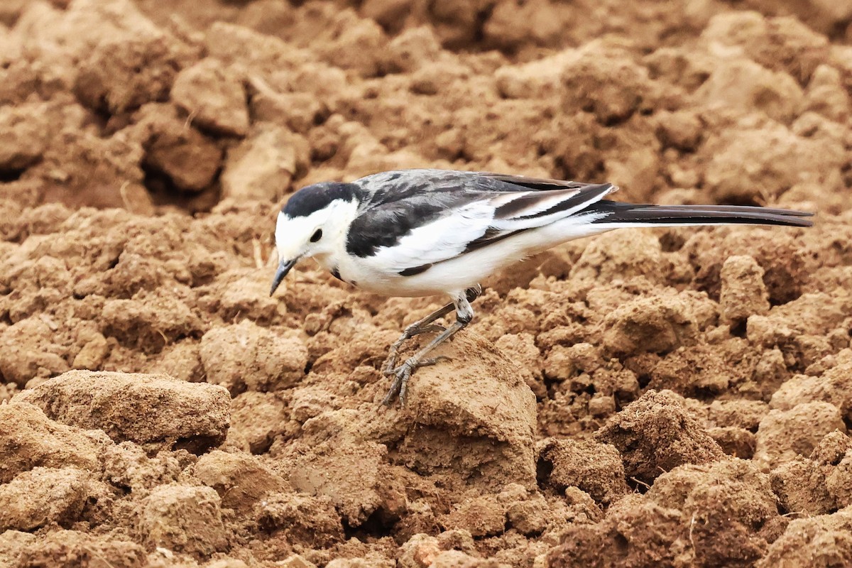 White Wagtail (Chinese) - ML612477599