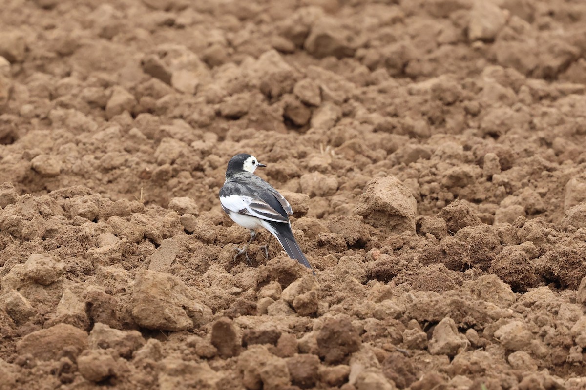 White Wagtail (Chinese) - ML612477600