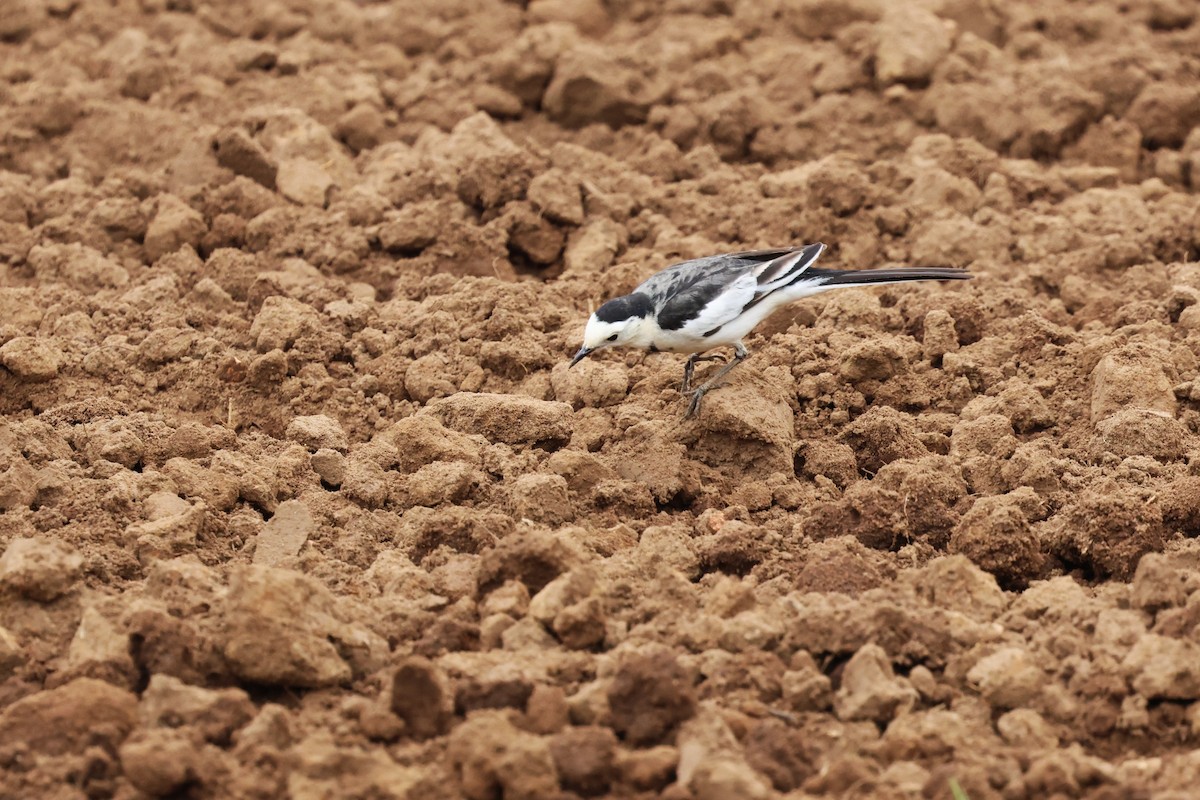 White Wagtail (Chinese) - ML612477601