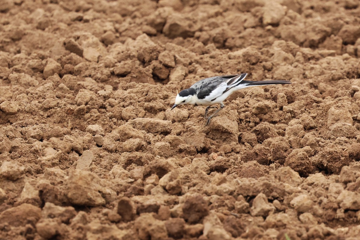 White Wagtail (Chinese) - ML612477601