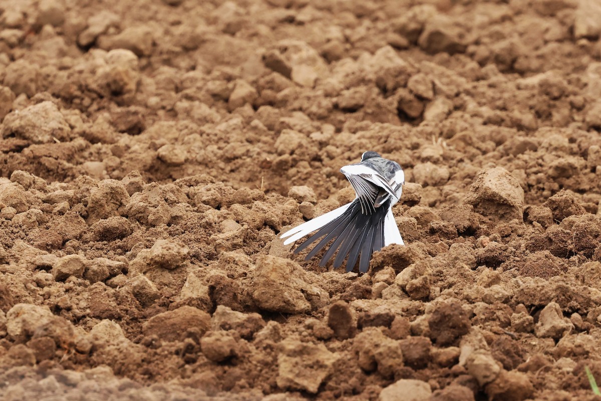 White Wagtail (Chinese) - ML612477602