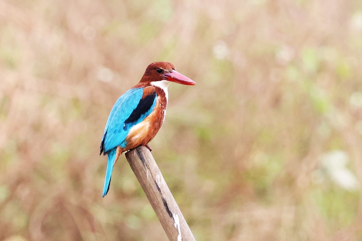 White-throated Kingfisher - ML612477621
