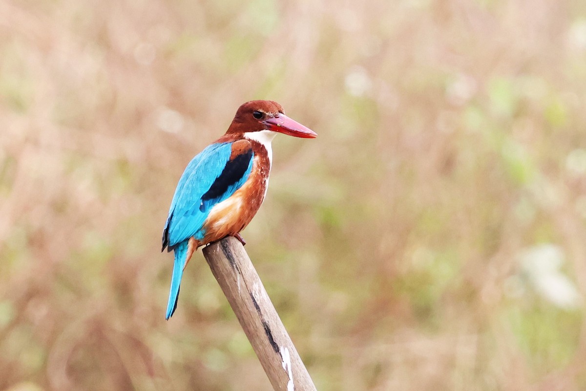 White-throated Kingfisher - ML612477621