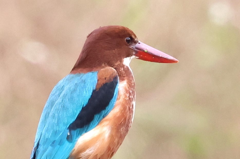 White-throated Kingfisher - Mei-Luan Wang