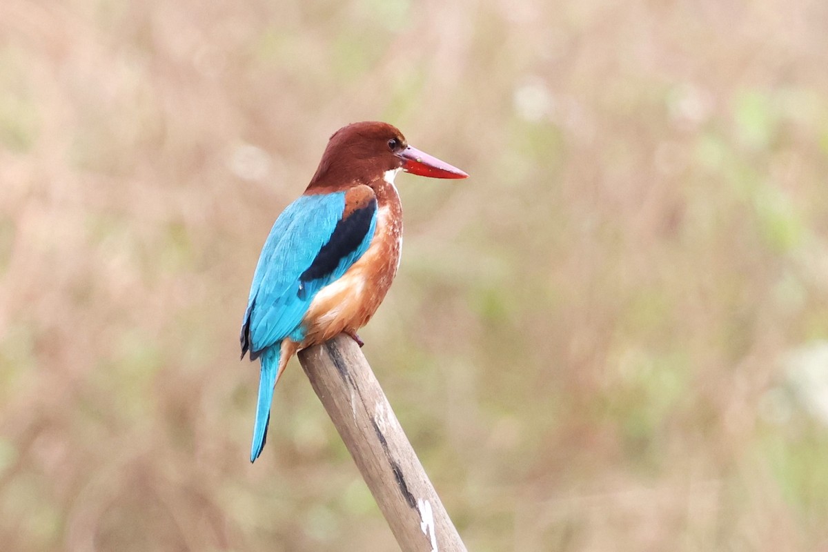 White-throated Kingfisher - ML612477623