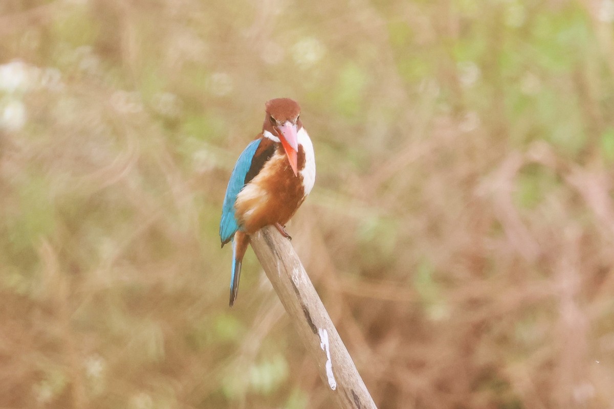 White-throated Kingfisher - ML612477696