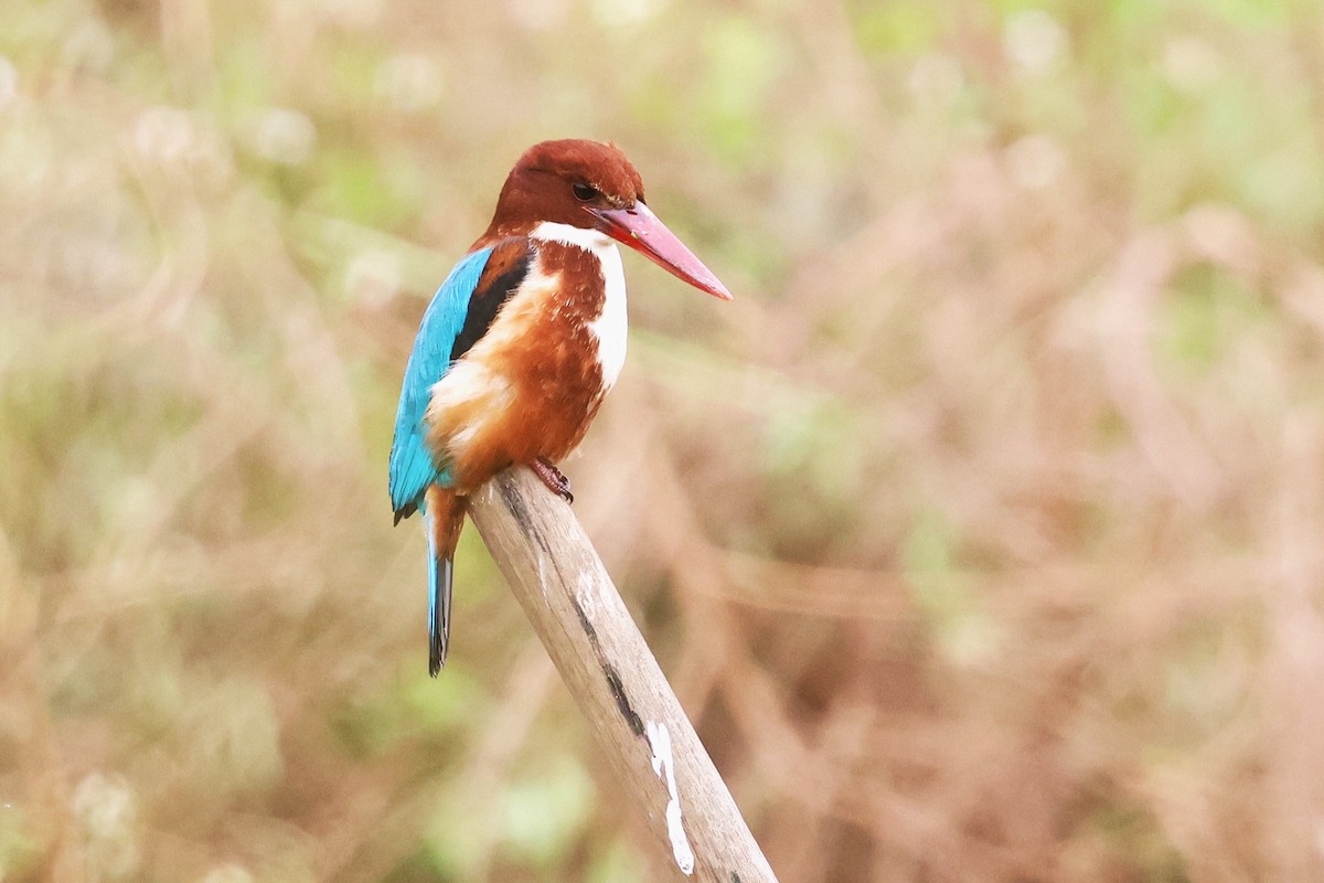 White-throated Kingfisher - Mei-Luan Wang