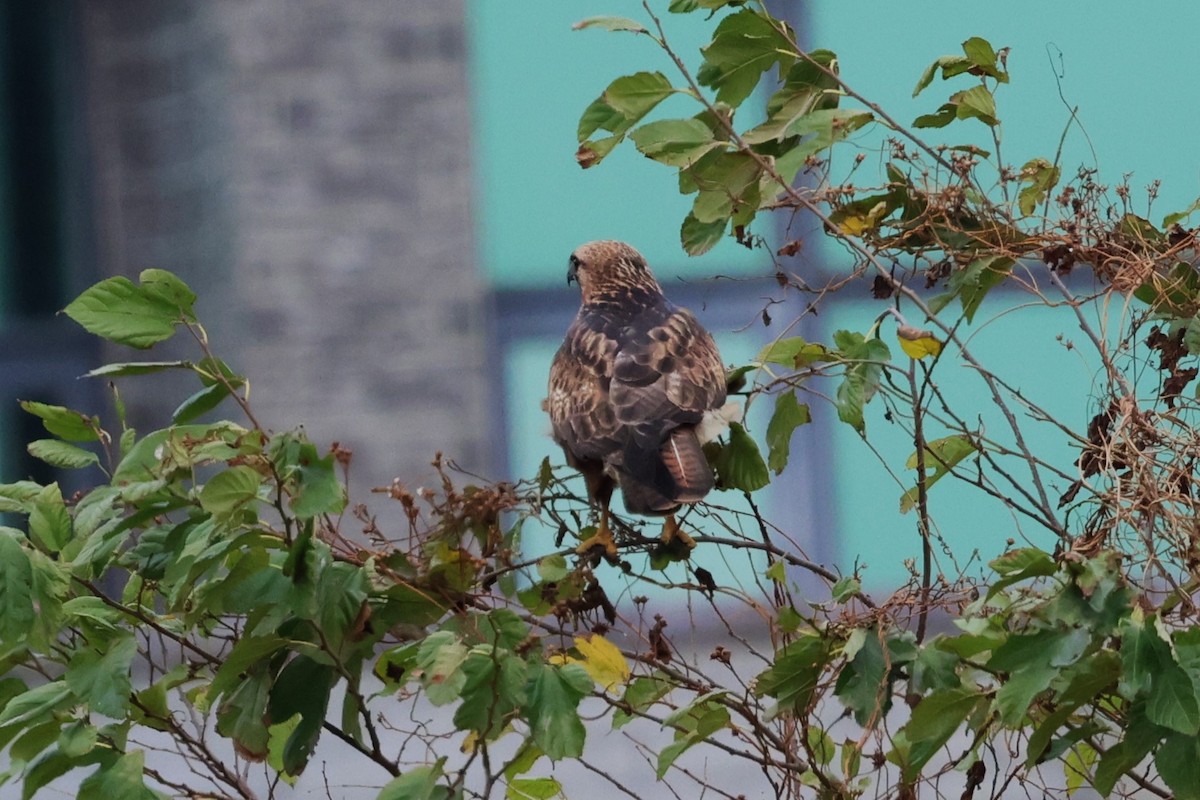 Eastern Buzzard - ML612477746