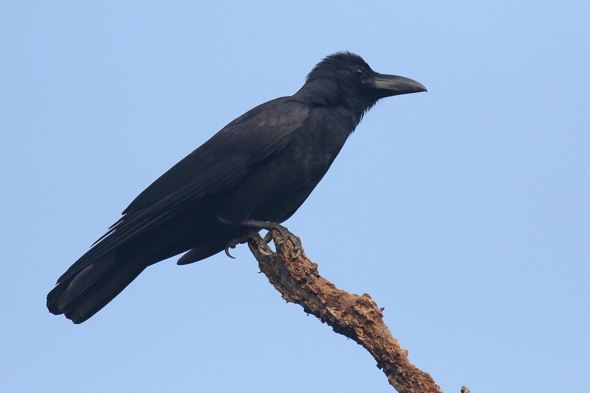 vrána tlustozobá (ssp. culminatus) - ML612477802