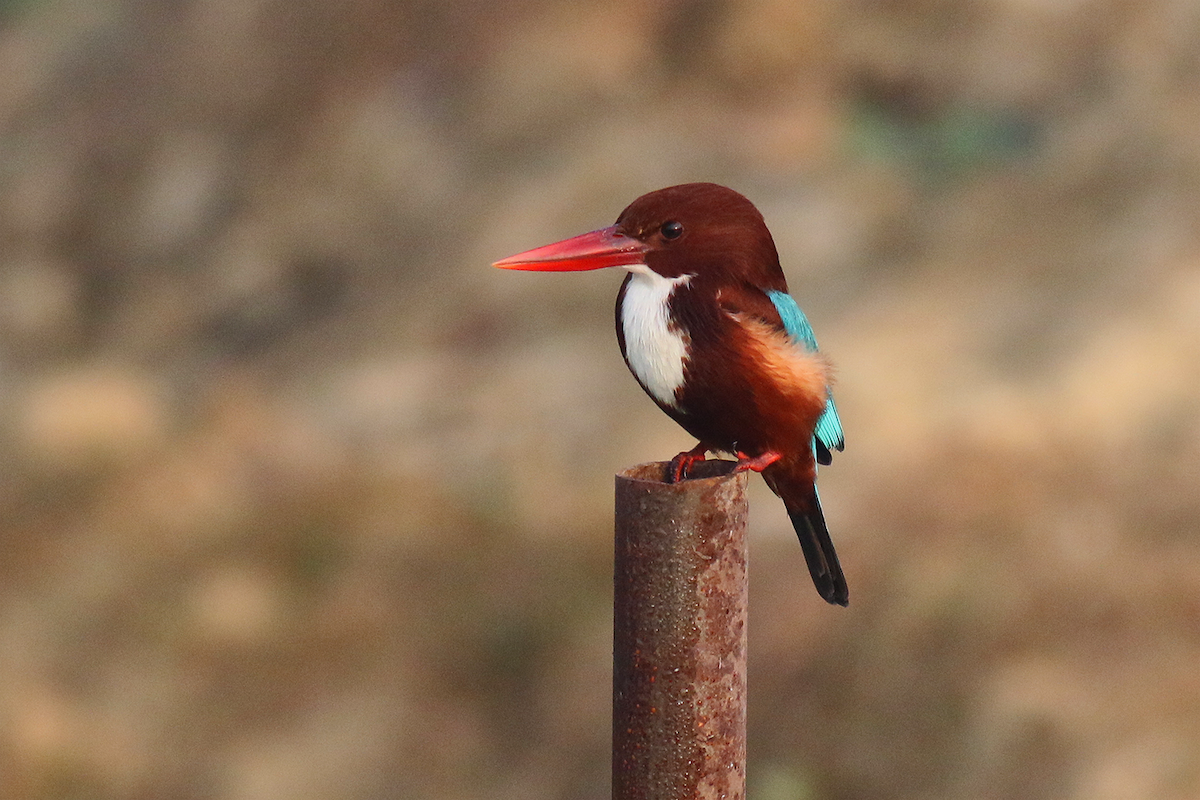 White-throated Kingfisher - ML612477803