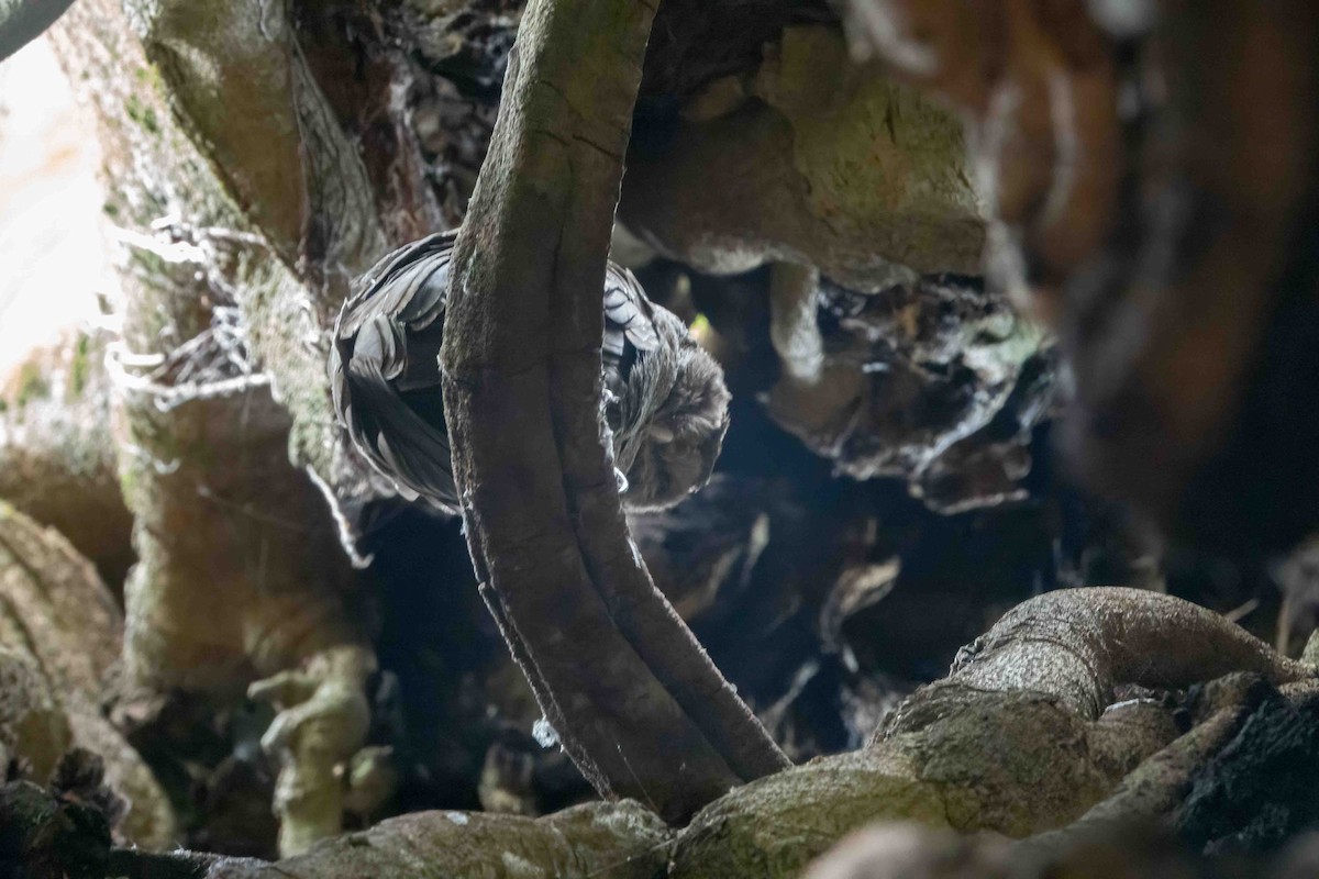 Sooty Owl - ML612477864