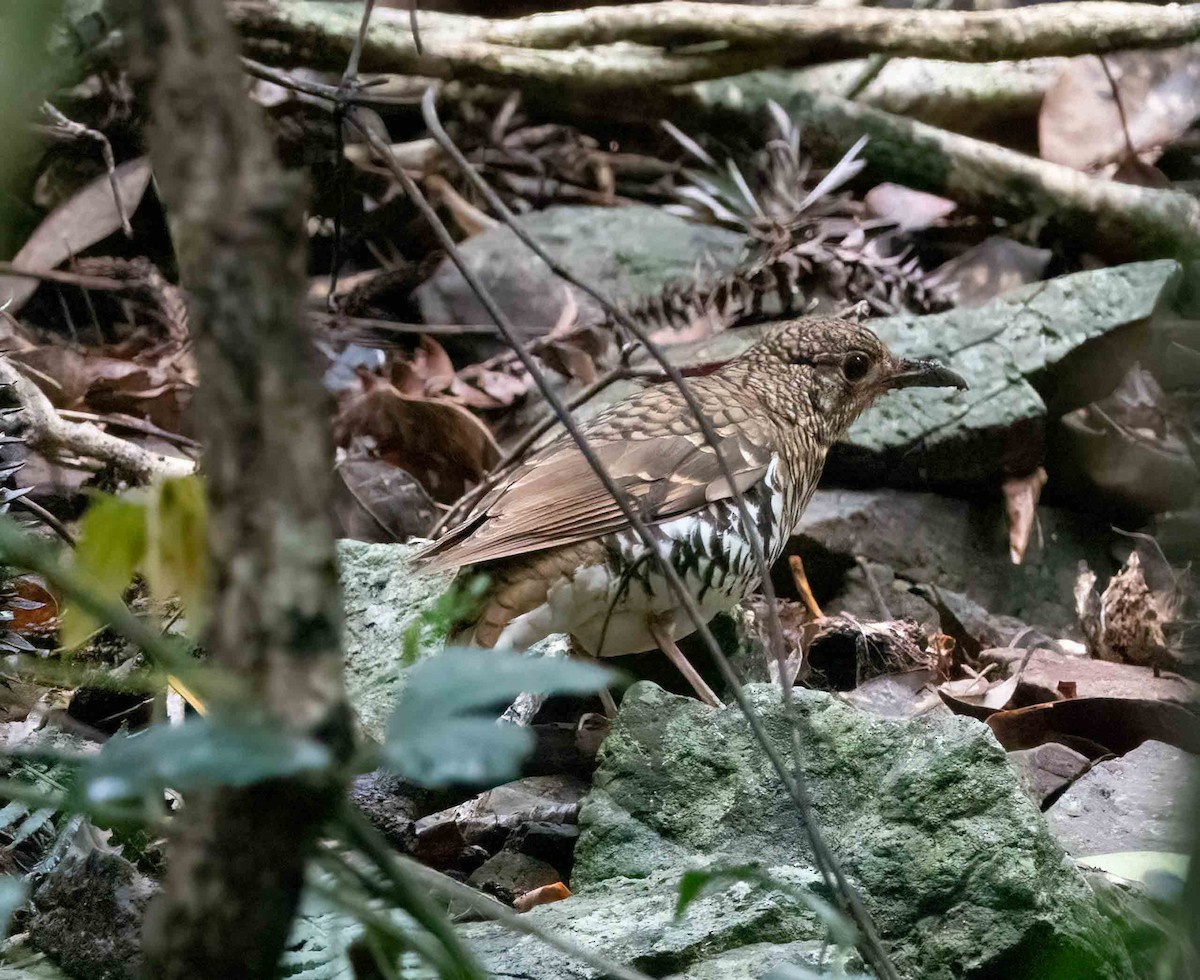 Russet-tailed Thrush - ML612477867