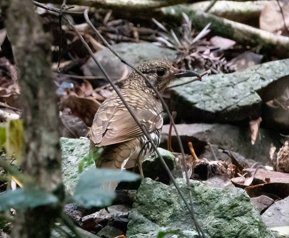 Russet-tailed Thrush - ML612477868