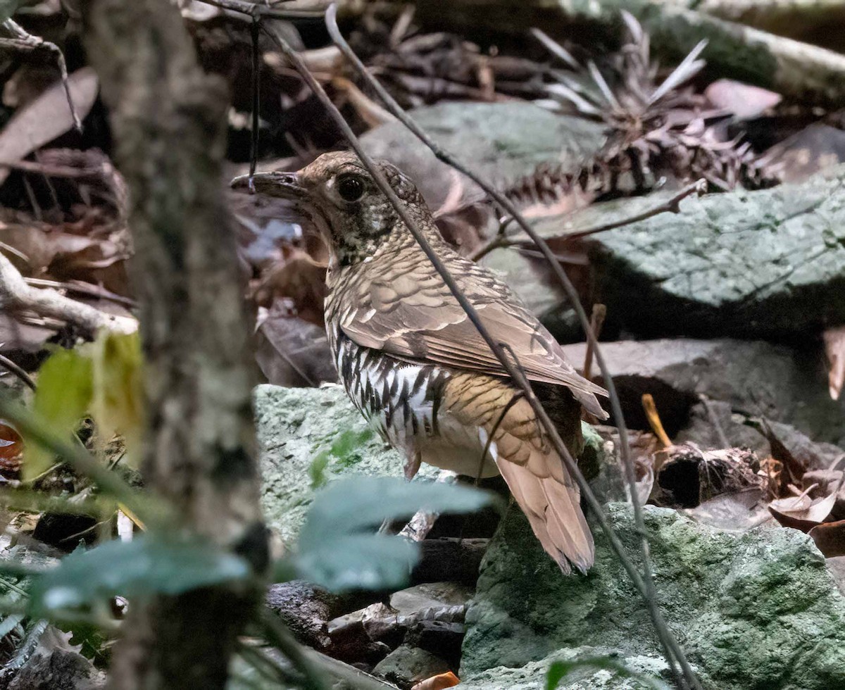 Russet-tailed Thrush - ML612477869
