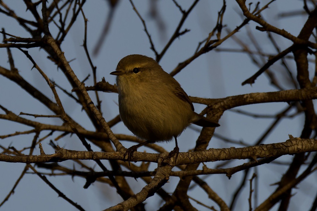 Plain Leaf Warbler - Ted Burkett