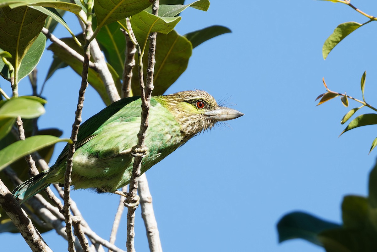 Green-eared Barbet - ML612478026