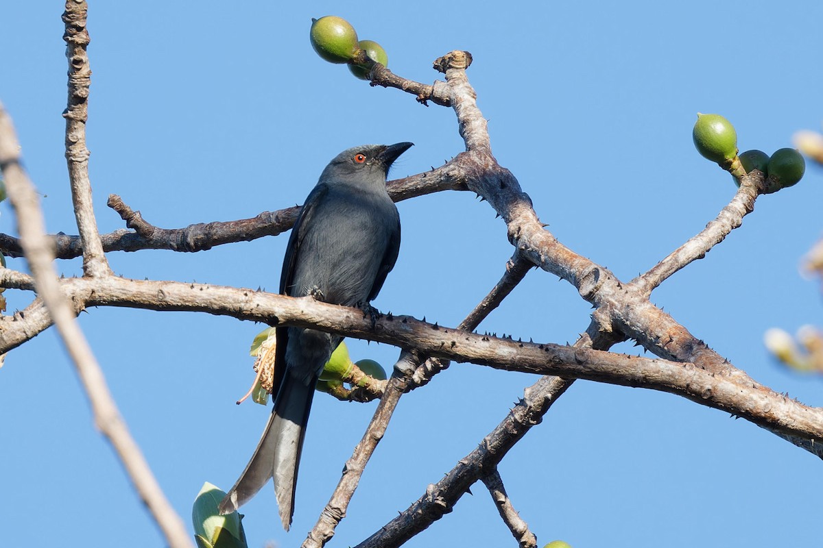 Ashy Drongo - ML612478030