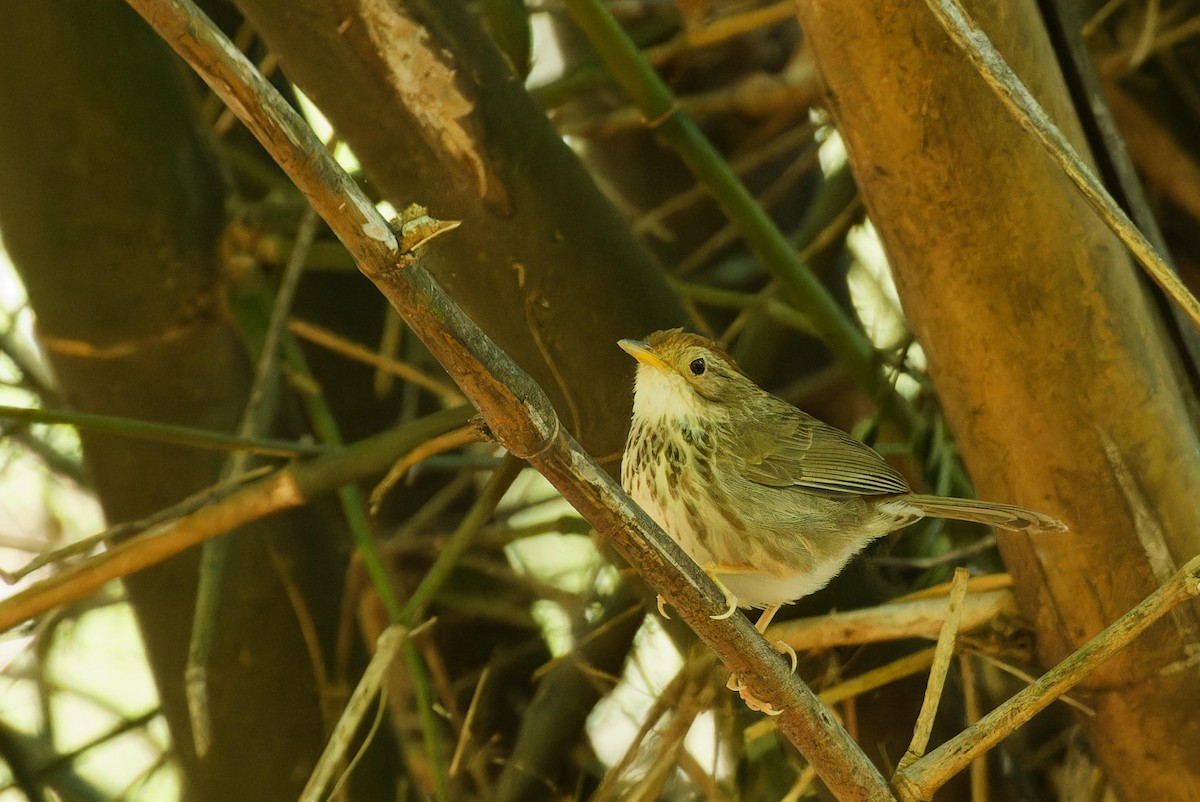 Puff-throated Babbler - ML612478035