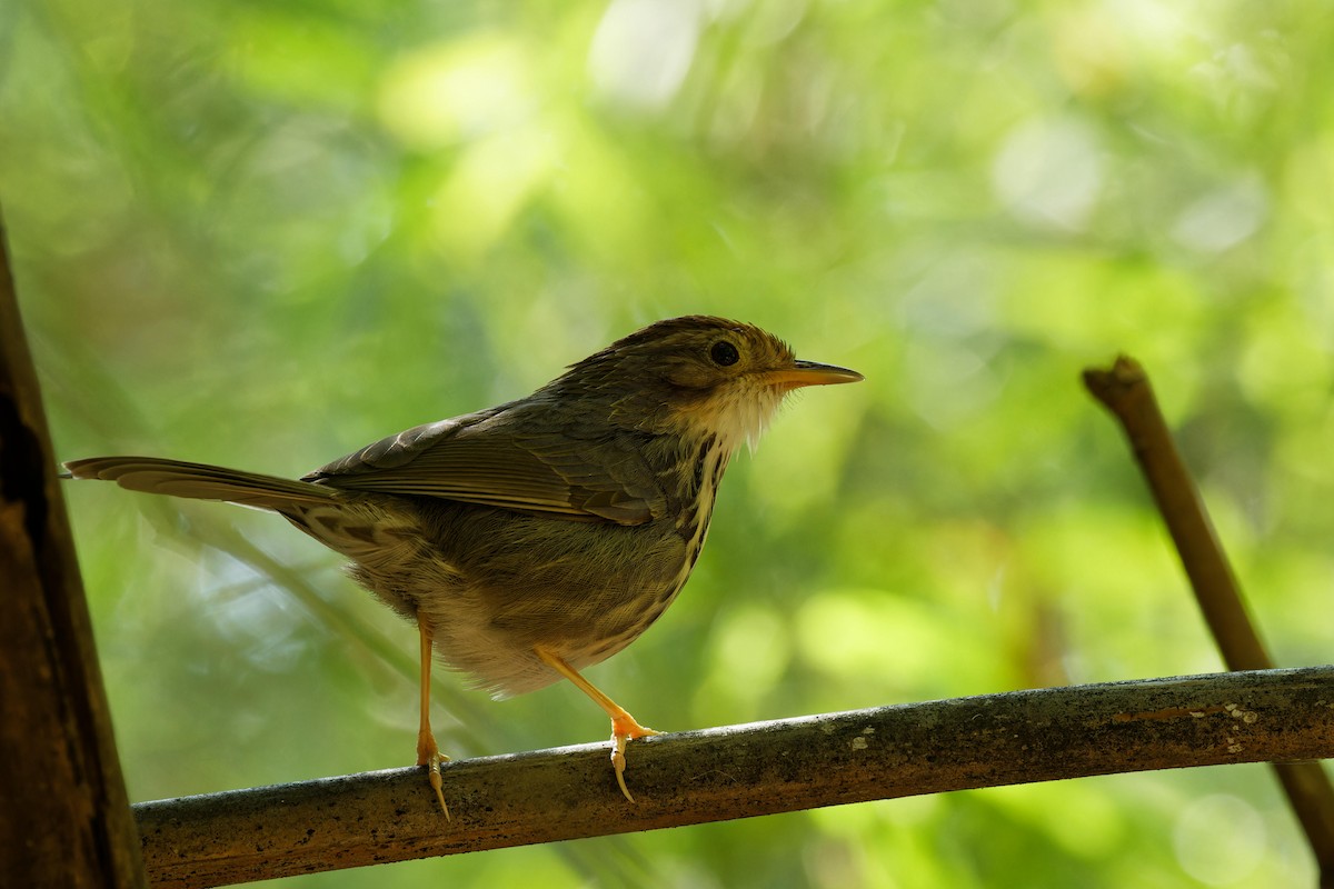 Puff-throated Babbler - ML612478036