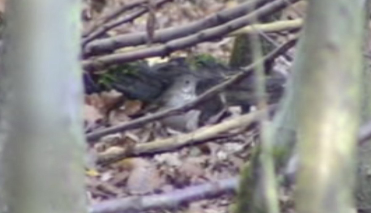 Gray-cheeked Thrush - Tommy Pedersen