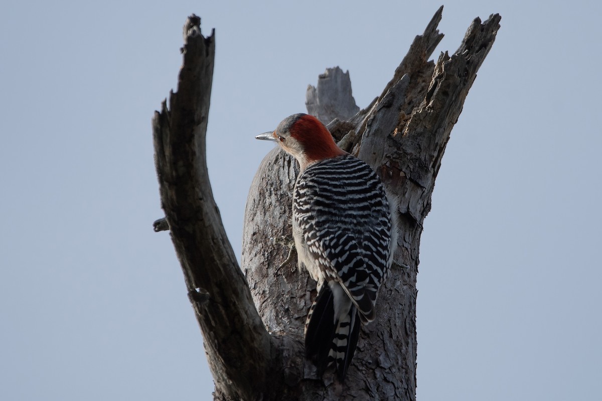 Red-bellied Woodpecker - David Olsen