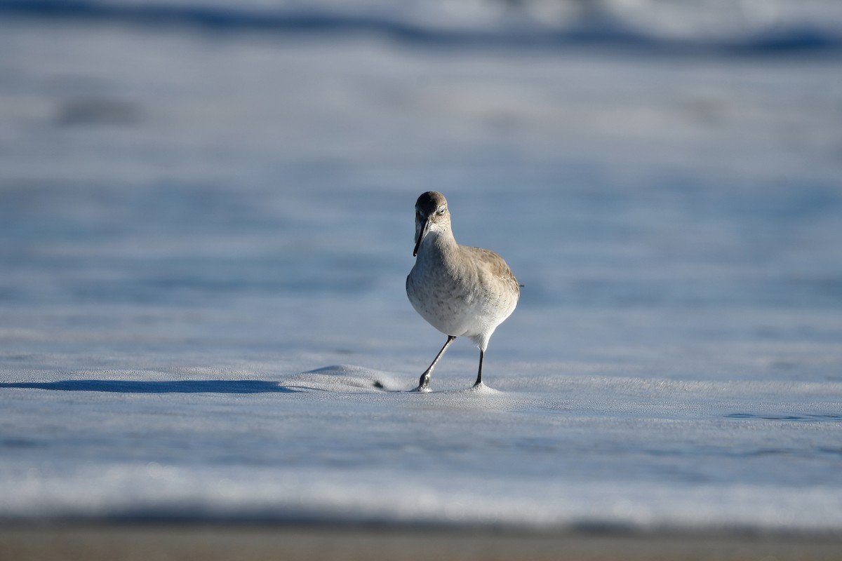 Willet - ML612478158