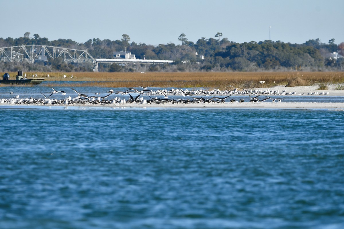 Black Skimmer - ML612478209