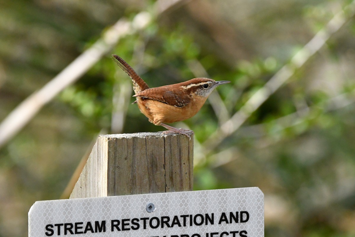 Carolina Wren - ML612478265