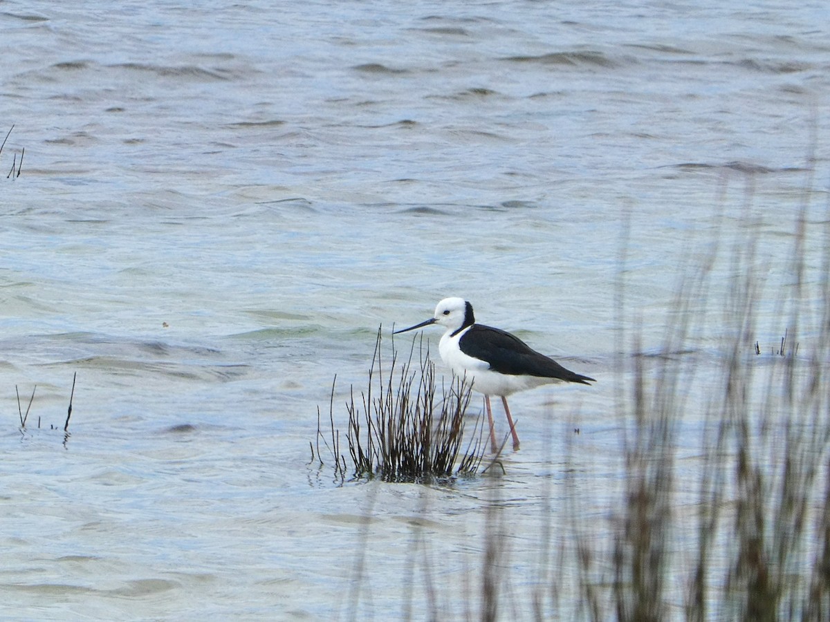 Pied Stilt - ML612478272