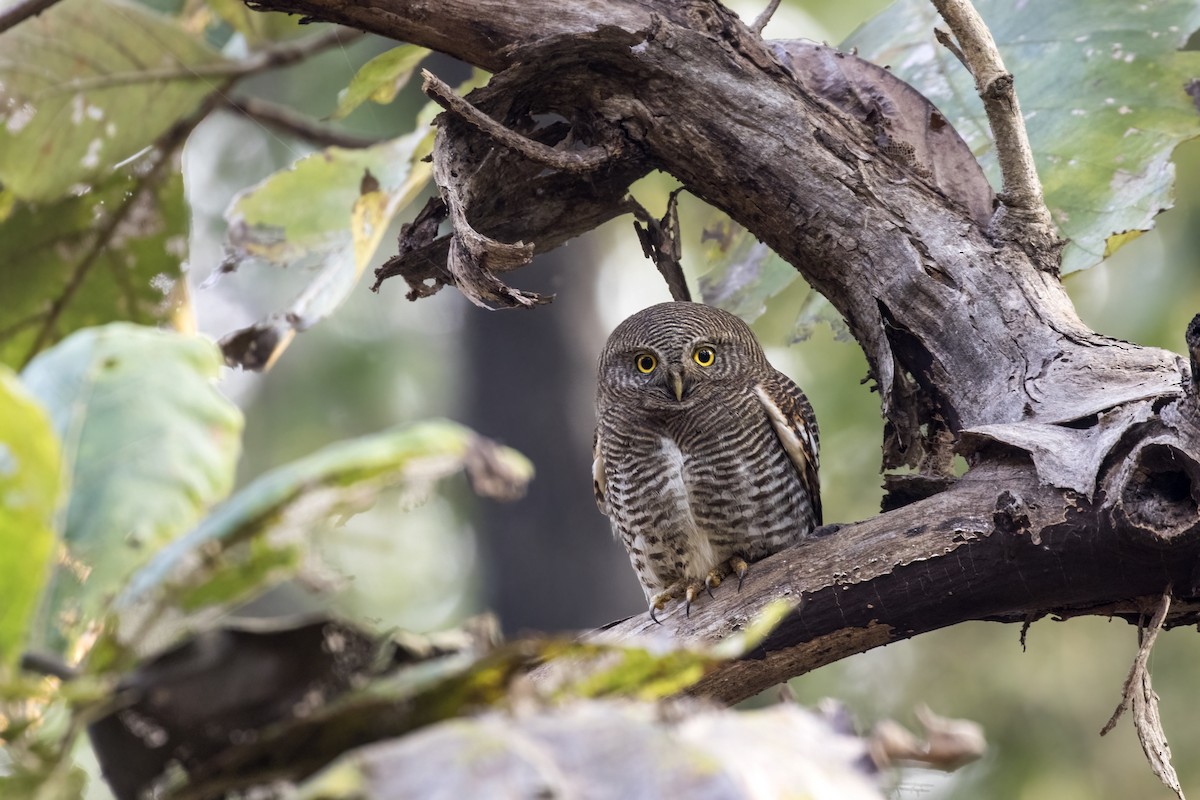 Jungle Owlet - ML612478296