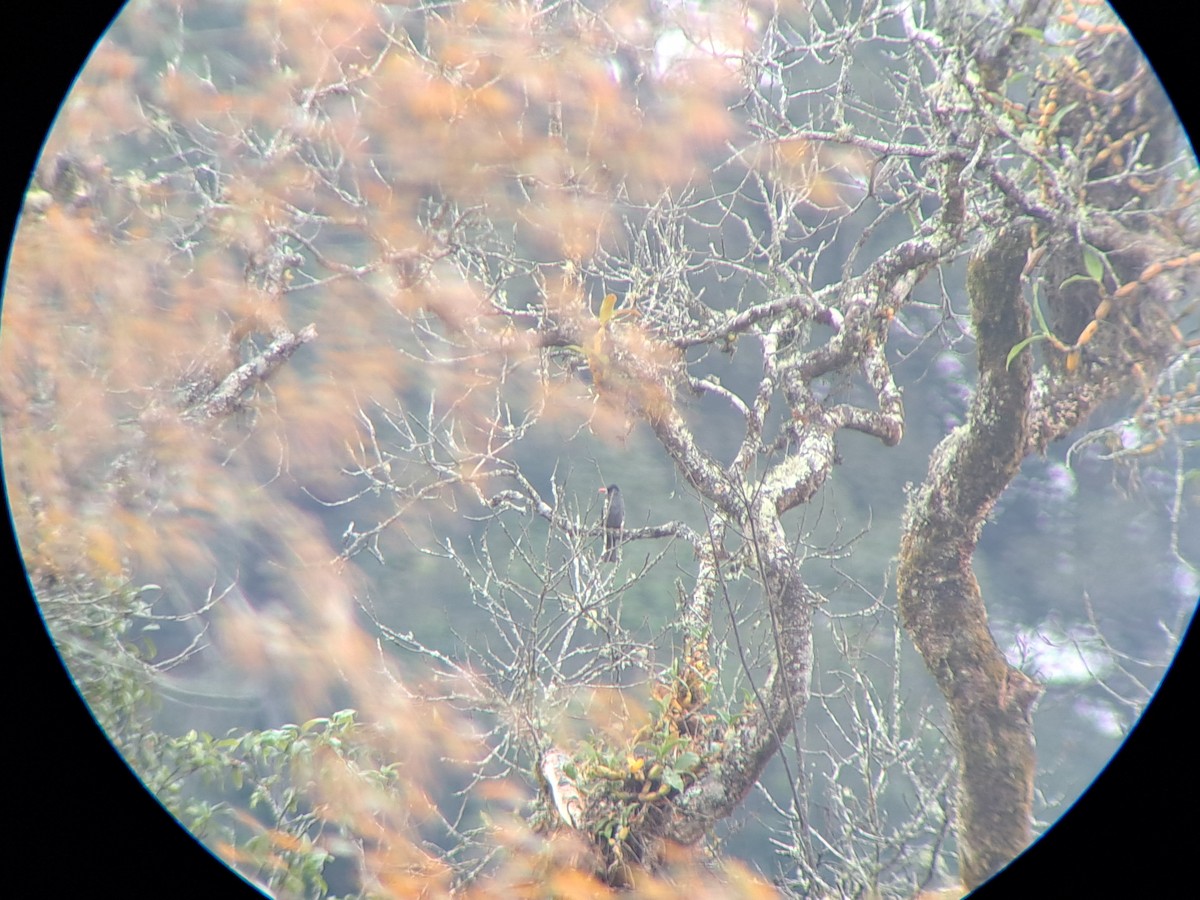 Bulbul Negro (sinensis/ambiens) - ML612478298