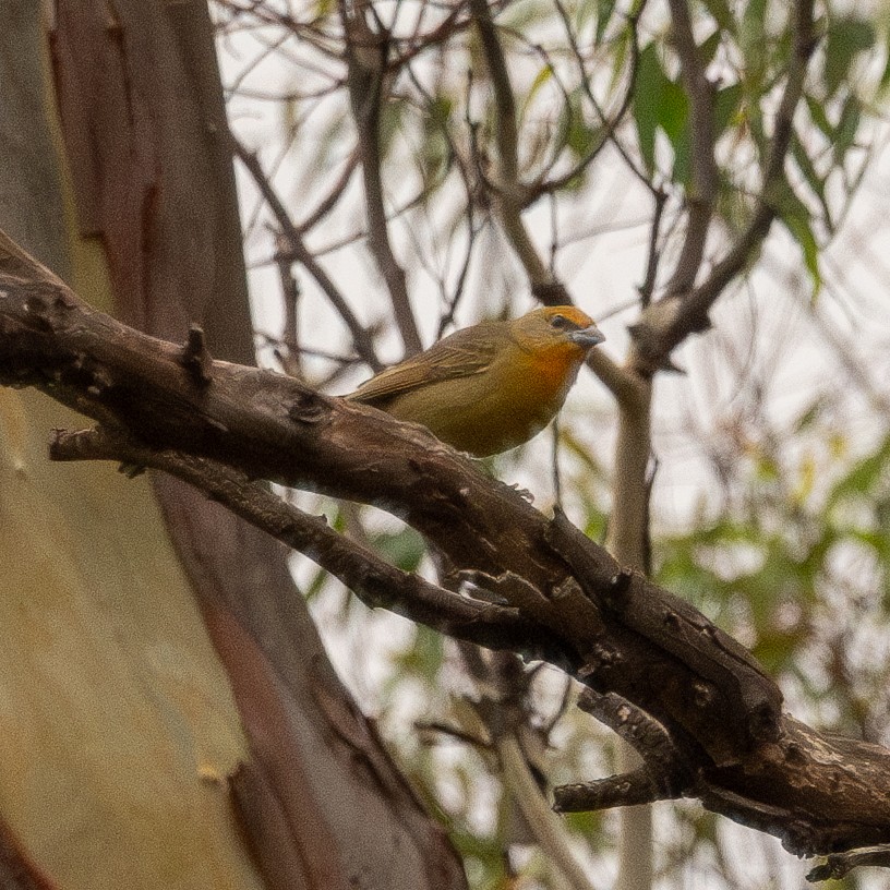 Hepatic Tanager - Wim van Dam