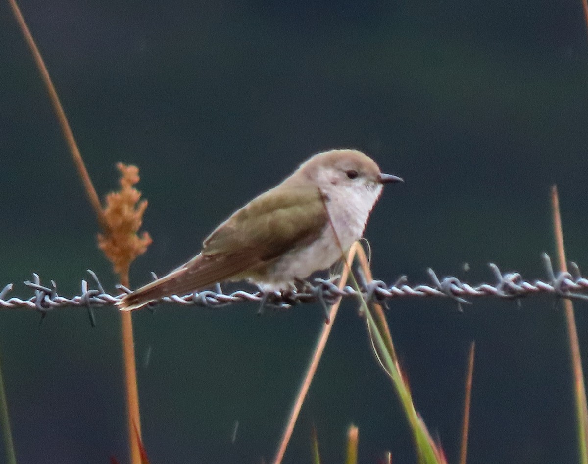 Cuclillo Broncíneo (plagosus) - ML612478617