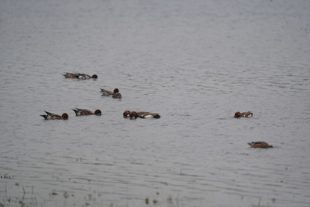 Red-crested Pochard - ML612478681