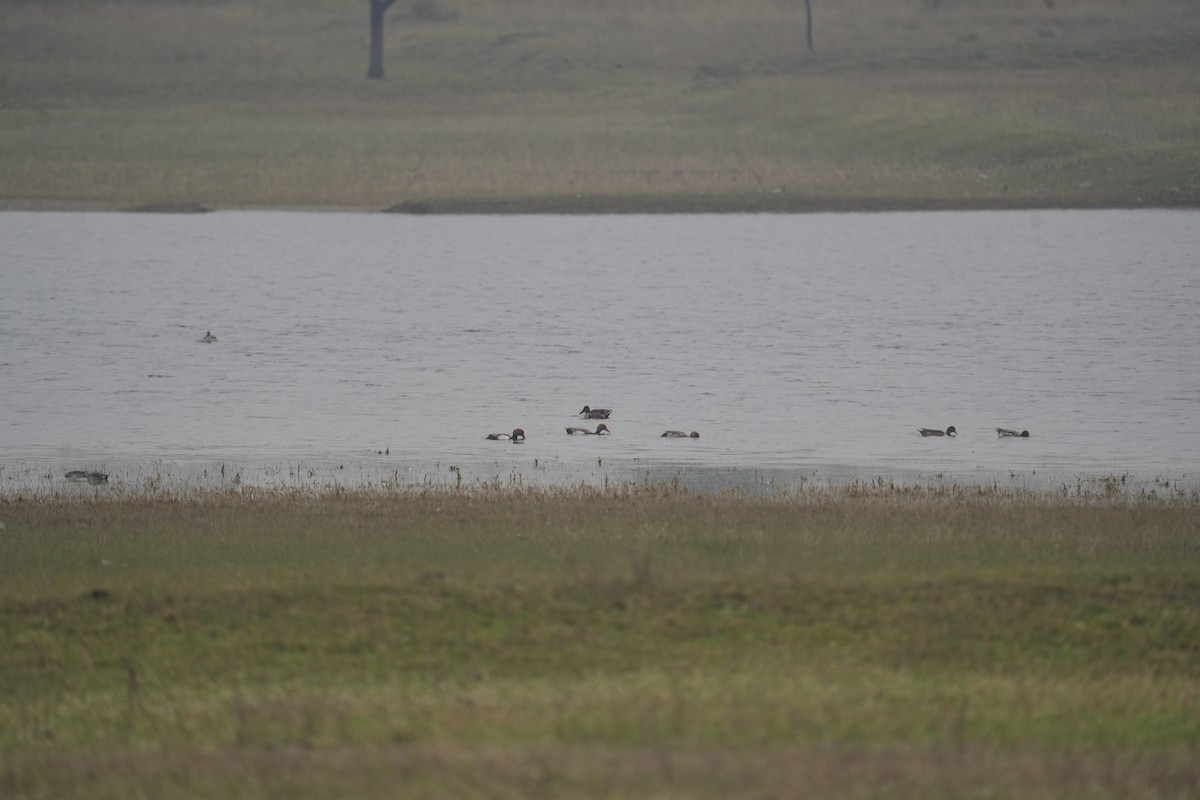 Red-crested Pochard - ML612478682