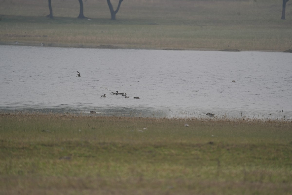 Red-crested Pochard - ML612478683