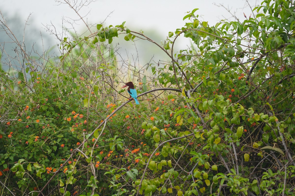 White-throated Kingfisher - Praveen Chavan