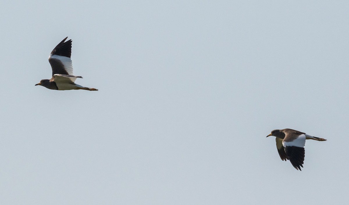 Gray-headed Lapwing - ML612478696