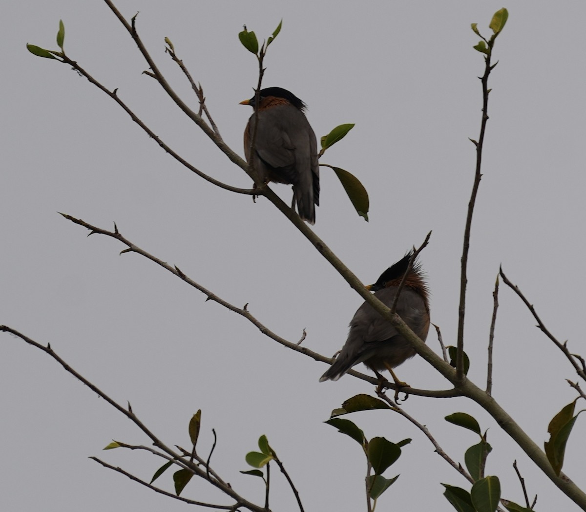 Brahminy Starling - ML612478699