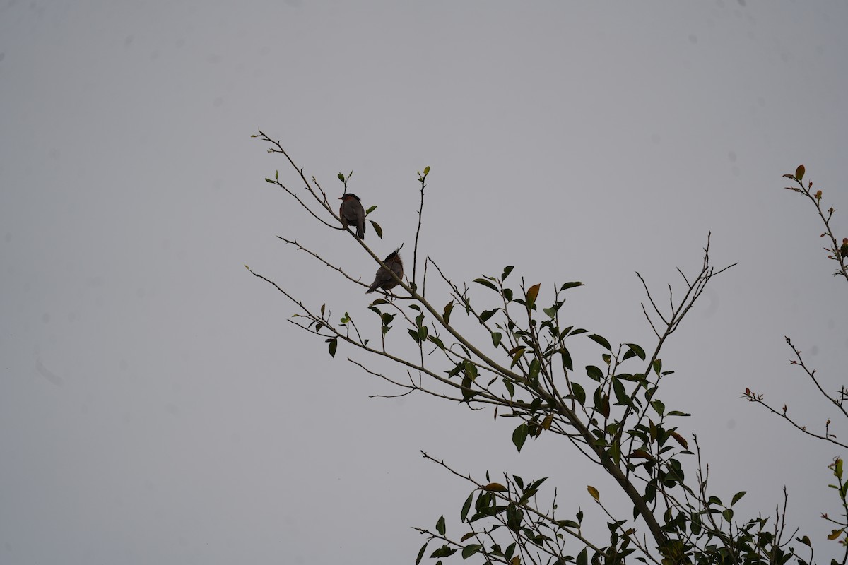 Brahminy Starling - ML612478702