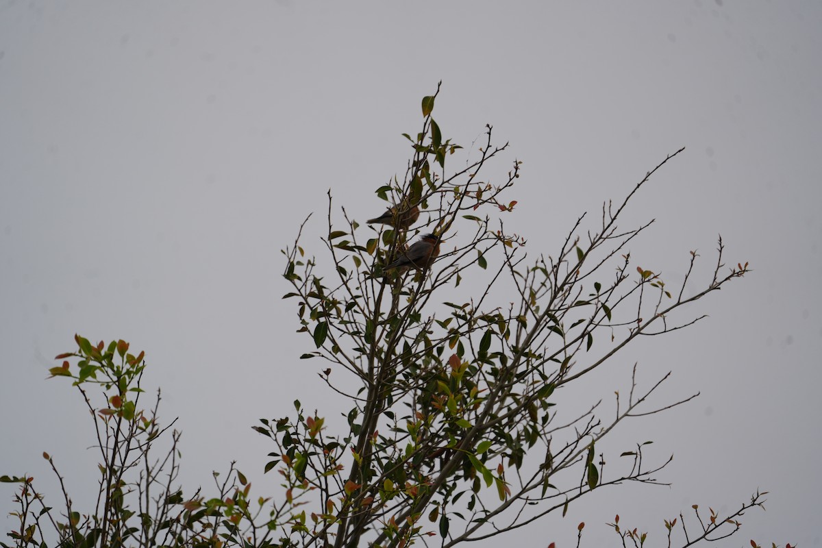 Brahminy Starling - ML612478703