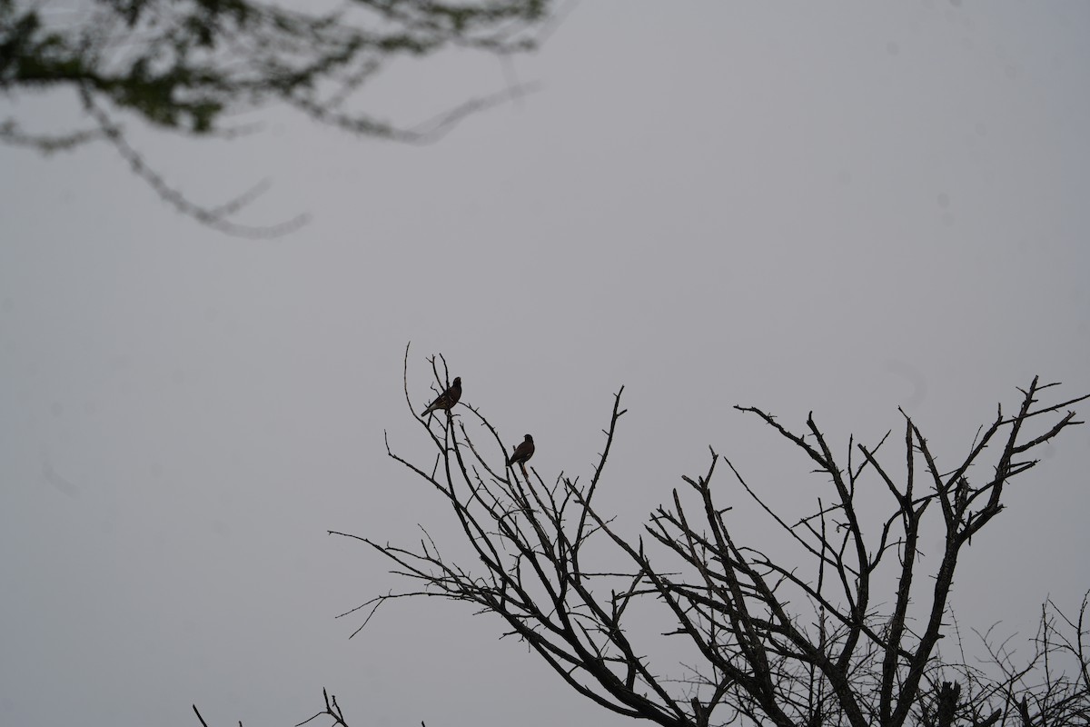 Brahminy Starling - ML612478705