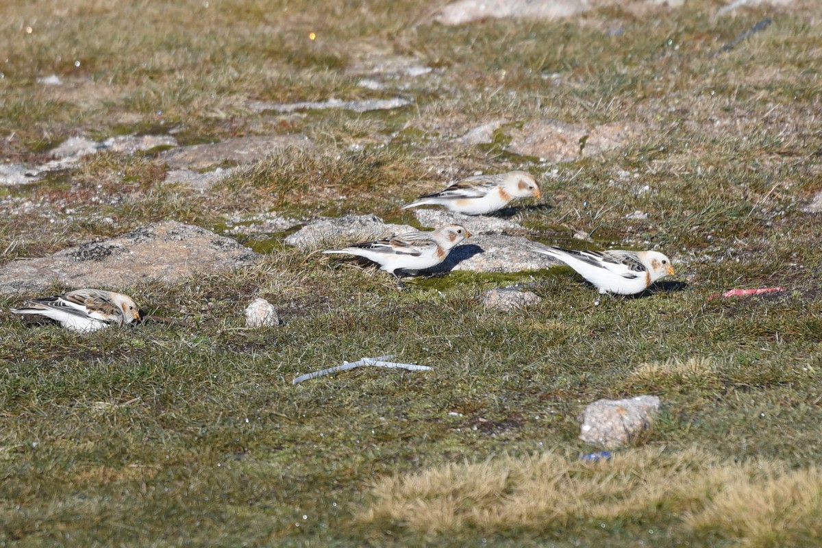 Snow Bunting - ML612478711