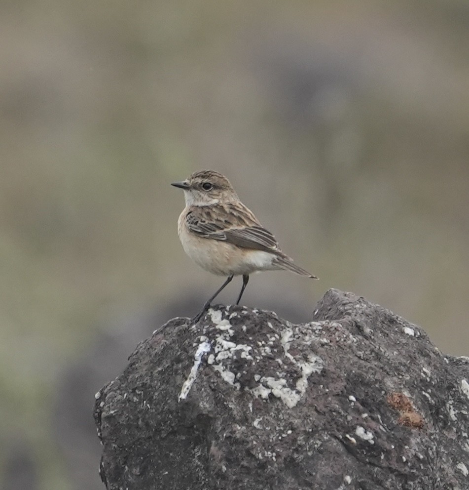 Siberian Stonechat - ML612478713