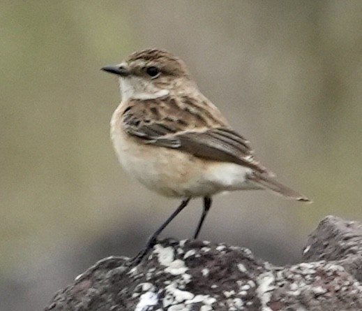 Siberian Stonechat - ML612478714