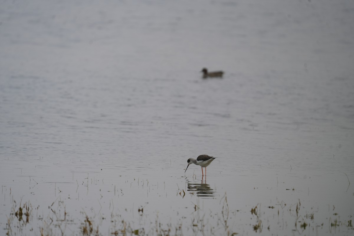 Black-winged Stilt - ML612478737