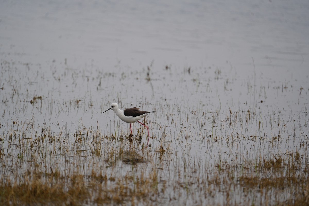 Black-winged Stilt - Praveen Chavan