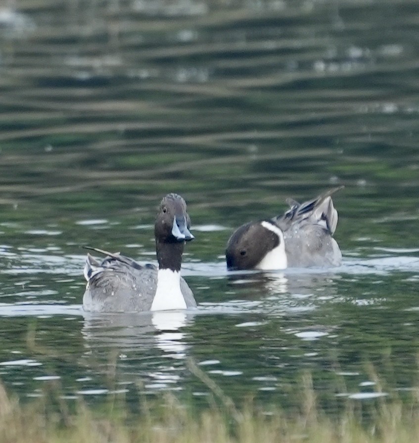 Northern Pintail - ML612478757